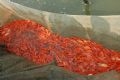 Красных рыб держат в тесных водоемах, готовясь к перевозке