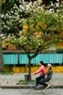 Hanoi - à la saison des fleurs de bauhinia
