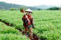 Крестьянин Тан в общине Чаимат – один из производителей экологически чистых овощей.