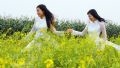 Ханойские девушки позируют на горчичном поле. (фото: Хоанг Ха)