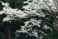 白いホア・スアが咲く季節のハノイ