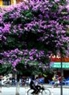 ハノイの紫薇花