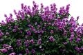 ハノイの紫薇花