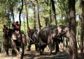 Panorama de la caza del elefante de los jóvenes de la aldea Don, distrito Ea Sup, provincia Dak Lak.