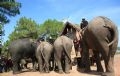 El elefante se conduce a la aldea.