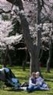 Los cerezos en flor en Washington D.C.