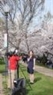 Los cerezos en flor en Washington D.C.