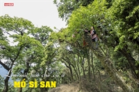 Lên núi hái chè cổ ở Mồ Sì San