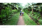 Road leads to the banana orchard.