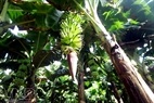Part of a banana orchard.