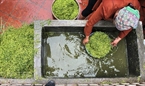 Les grains de riz sont trempés dans l’eau pour enlever les grains creux. (Photo: Trân Thanh Giang).