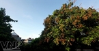 Gracias al buen clima, los árboles de longan dan mucha fruta, lo que promete una cosecha abundante.

