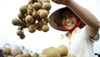 La alegría de los cultivadores de longan es tener cosecha abundante y lograr buenos precios de venta.