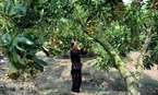 Cuando los árboles de longan empiezan a dar frutos, el cultivador debe cortar los racimos para que las bayas sean uniformes.