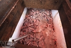 A cargo hold full of Decapterus Kurroides, a favorite fish at the market. 