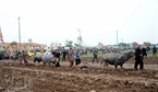 Many farmers plough the field at the festival.