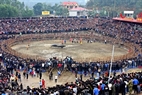 The buffalo-fighting arena in Hai Luu draws thousands of visitors.