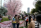 Park 23/9 in Ho Chi Minh City is awash with colourful cherry blossoms.