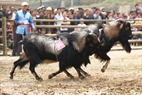 Instead of fighting, both goats participate in a running race.