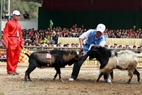 A goat does not want to participate in the fight so its owner must encourage him.