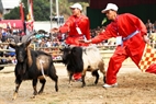 When a goat gives up the competition, the umpires prevent the winner from attacking.