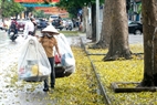 Old feet of Sau trees on the roadside. Photo: Tran Thanh Giang