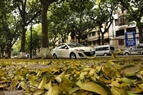 On the pavement, the colour of Sau leaves are like sunlight in the early morning. Photo: Cong Dat