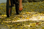 Una vuelta en bicicleta sobre la alfombra amarilla de las hojas de sau. Foto: Cong Dat