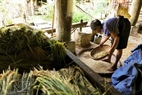 During harvest, the older people help their children with light work, such as winnowing rice. Photo: Thong Thien