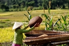 The Thai people often dry rice in flat baskets. Photo: Viet Cuong