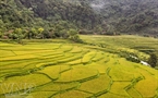 Terraced fields in Huou Hamlet in Phu Luong during harvest. Photo: Thong Thien.
