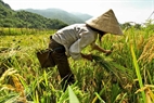 原住民のタイ族の人々の習慣としては、稲を刈りに行く時に、常に背に芝生を刈る道具（釜に似る）も持って行き、次の田植シーズンのために畑を掃除することである。（撮影：トン・ティエン）