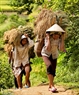Due to the terrain being separated by ranges of low mountains, the local people must carry rice to their hamlets. Photo: Viet Cuong