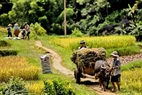 Transporting rice to the hamlets using buffaloes and cows in flat terrains. Photo: Viet Cuong