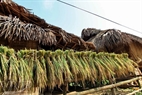Drying rice. Photo: Thong Thien