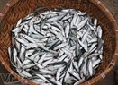 Herring are quite small but very delicious.