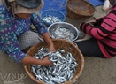 Fresh herring are sold for 15,000VND/kg.
