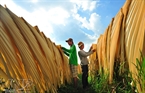 People in Loc Hoa Commune near the Cambodian border with the craft of drying Buong leaves.

