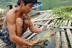 Black carp brings high economic value to local people.