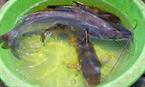 Ca Bo (Aluterus monoceros) y Ca Nheo (silúridos) son las especies criadas en el depósito acuático.