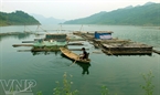A raft of fish cages costs about 30 million VND and its durability is about 3 years.