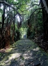 緑豊かな森の樹冠の下を走る舗装道路。