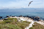 Las gaviotas contribuyen a resaltar la belleza prístina de la isla de Sam.