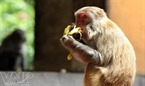 Khỉ được nuôi dưỡng theo một chế độ định sẵn. 
