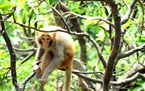 Les singes sont élevés dans la nature à l’île. 