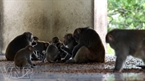 Cada año, la isla proporciona cientos de monos al Ministerio de la Salud para producir sueros.

