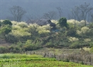 Un sector del bosque de ciruelos en Moc Chau.