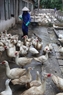 家禽飼育場を掃除することは鳥インフルエンザA(H7N9)を防止するための重要なことである。