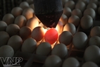 入孵前检查种蛋质量。	