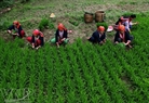 Los campesinos empiezan a arrancar las tiernas plantas de arroz para replantarlas.
